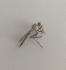 Neomochtherus geniculatus