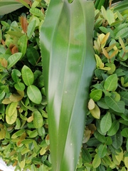 Agave desmettiana