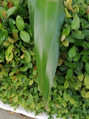 Agave desmettiana
