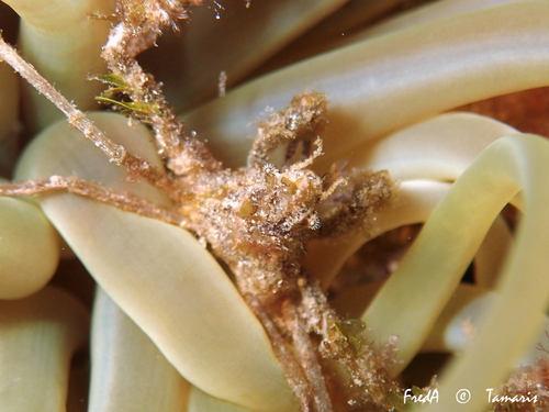 Leach's spider crab, photo 2 of 10
