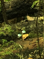 Mycena cyanocephala