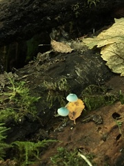Mycena cyanocephala