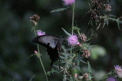 Papilio demetrius demetrius