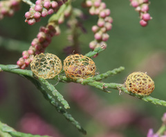 Coniatus splendidulus