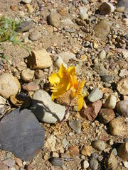 Alstroemeria patagonica