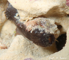 Phallusia fumigata