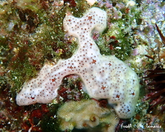 Polysyncraton lacazei