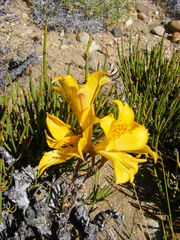 Alstroemeria patagonica