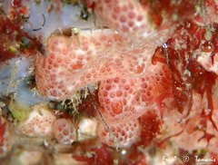 Polysyncraton lacazei