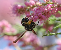 Odynerus fulvitarsis
