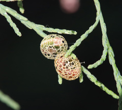 Coniatus splendidulus