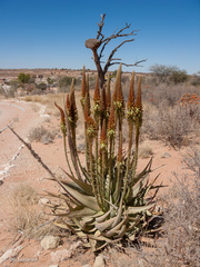 Aloe hereroensis