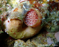 Thylacodes arenarius