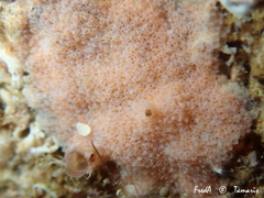 Turbicellepora