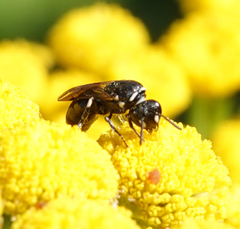 Hylaeus nigritus