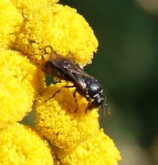 Hylaeus nigritus