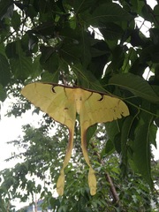 Actias maenas