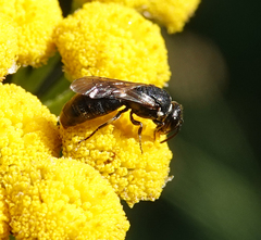 Hylaeus nigritus