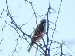 Crithagra atrogularis semideserti