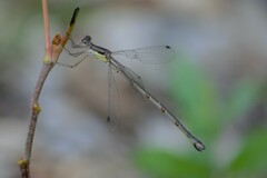 Lestes forcipatus
