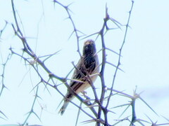 Crithagra atrogularis semideserti