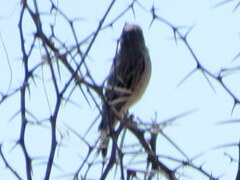 Crithagra atrogularis semideserti