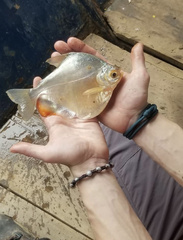 Mylossoma