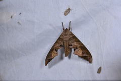Marumba spectabilis