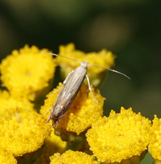Isophrictis striatella