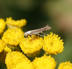 Isophrictis striatella