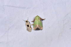 Parasa pastoralis