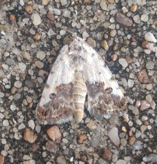 Ponometia phecolisca