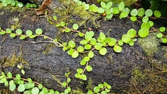 Epilobium nerteroides