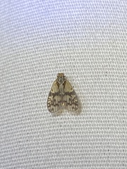 Bothriocera maculata