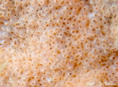 Turbicellepora