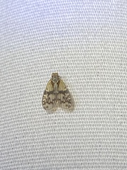 Bothriocera maculata