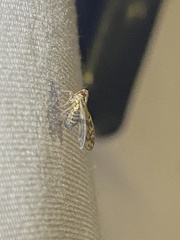 Bothriocera maculata