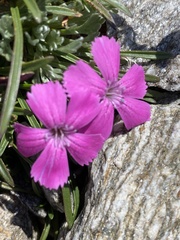 Dianthus glacialis