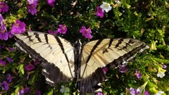 Papilio multicaudata