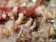 Clavularia crassa