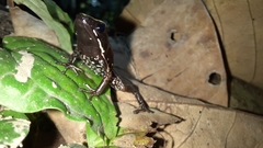 Phyllobates lugubris