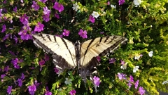Papilio multicaudata