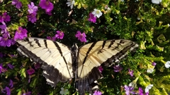 Papilio multicaudata