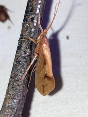 Platycentropus radiatus