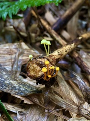Mycena chusqueophila