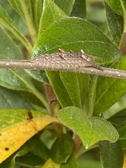 Hestina assimilis assimilis