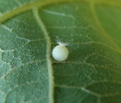 Caryomyia hirtidolium