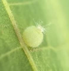 Caryomyia hirtidolium