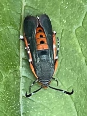 Eichlinia cucurbitae