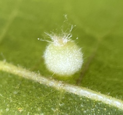 Caryomyia hirtidolium